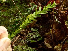 Tmesipteris tannensis