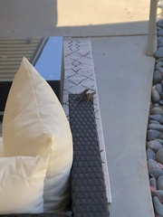 Sceloporus occidentalis