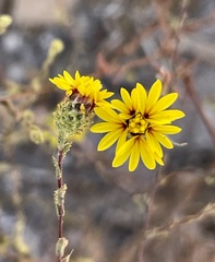 Lessingia pectinata pectinata