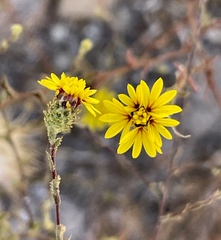 Lessingia pectinata pectinata