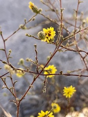 Lessingia pectinata pectinata