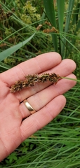 Carex cusickii