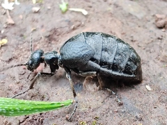 Meloe mediterraneus