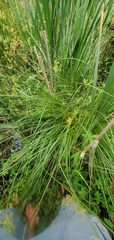 Carex cusickii