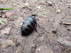 Meloe mediterraneus