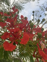 Delonix regia