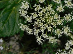 Peucedanum ostruthium