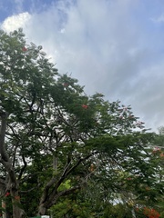 Delonix regia
