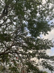 Delonix regia