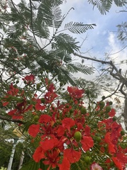 Delonix regia
