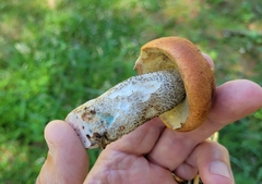 Leccinum vulpinum