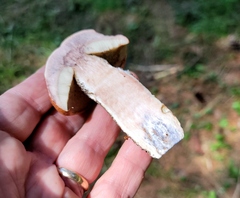 Leccinum vulpinum