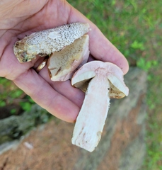 Leccinum vulpinum
