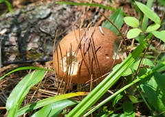 Leccinum vulpinum