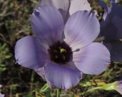 Eustoma russellianum
