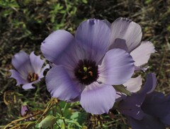 Eustoma russellianum