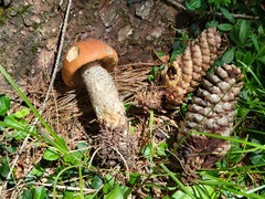 Leccinum vulpinum