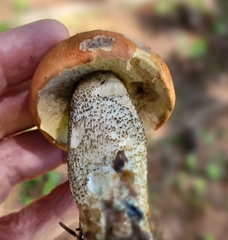 Leccinum vulpinum