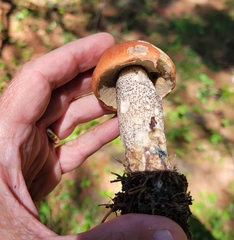 Leccinum vulpinum