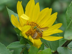 Esenbeckia incisuralis