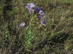 Eustoma russellianum