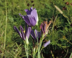 Eustoma russellianum