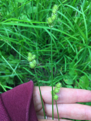 Carex bebbii