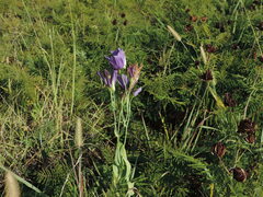 Eustoma russellianum
