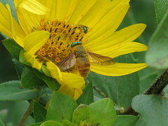 Esenbeckia incisuralis