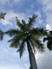 Roystonea borinquena