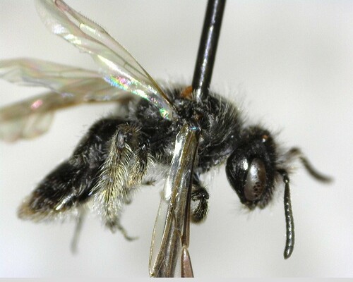 iNaturalist observation photo of Panurginus