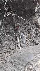 Erythrolamprus epinephalus pseudocobella