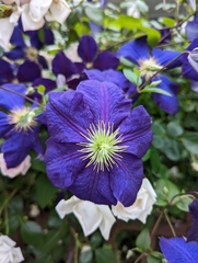 Clematis × jackmanii