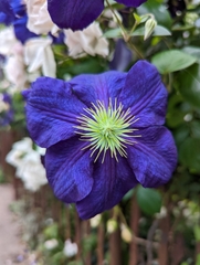 Clematis × jackmanii