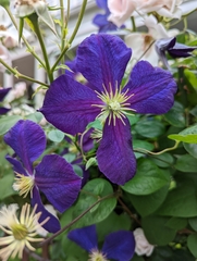 Clematis × jackmanii