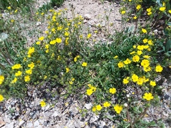 Potentilla pulcherrima