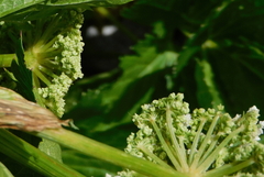 Peucedanum ostruthium