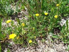 Potentilla pulcherrima