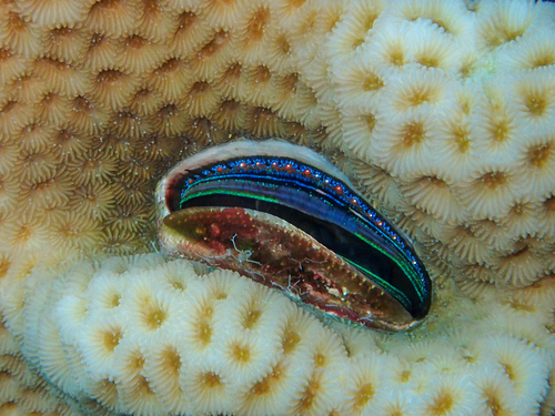 Iridescent Scallop — seen at this dive site