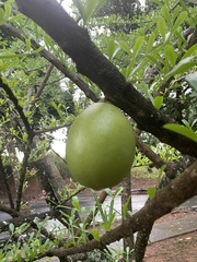 Crescentia