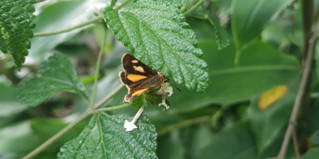 Godman’s Skipperling