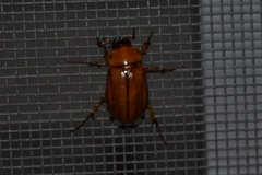 Cyclocephala pasadenae