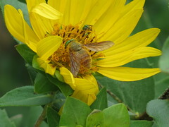 Esenbeckia incisuralis