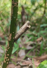 Papilio clytia clytia