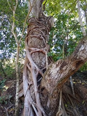 Ficus doliaria