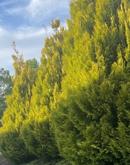 Cupressus × leylandii