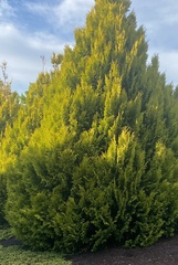 Cupressus × leylandii