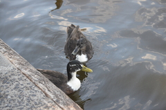 Anas platyrhynchos domesticus