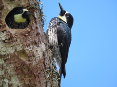 Melanerpes formicivorus flavigula