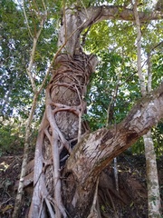 Ficus doliaria